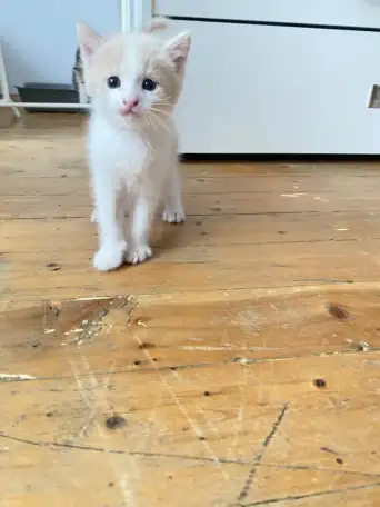 Котенок, мальчик, фотография 2