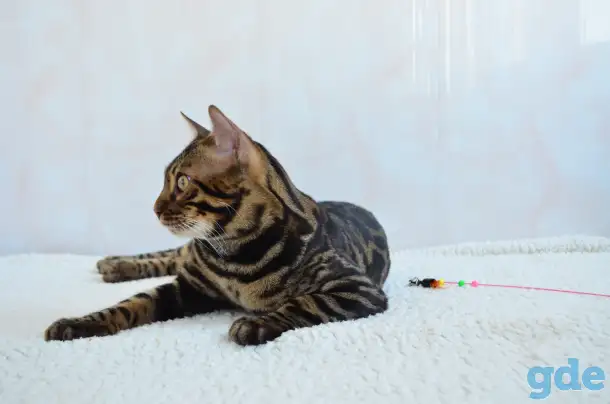 Угольный бенгальский котенок подрощенный, фотография 3
