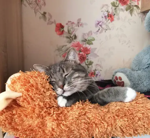 Отдам котят, фотография 11