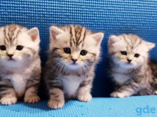 Шикарные, котята,от титулованных,родителей!, фотография 6