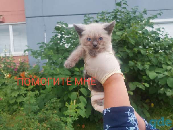 Котенок, фотография 1