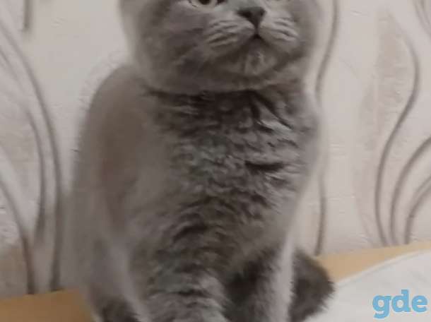 Очаровательные британские котята! Снижение цены!, фотография 3