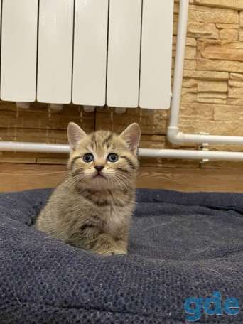 Котята, фотография 3