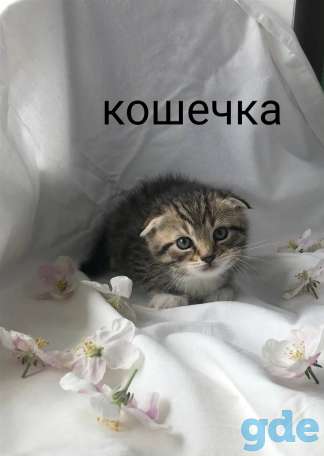 Шотландские вислоухие котята, фотография 1