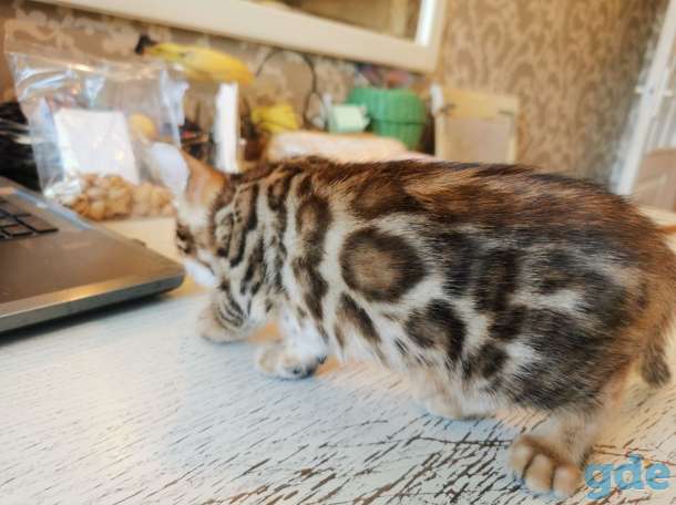 Бенгальские котята, фотография 5