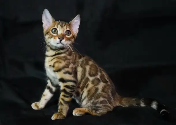 Бенгальские котята питомник родословные, фотография 9