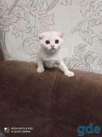 Шотландские вислоухие, фотография 2