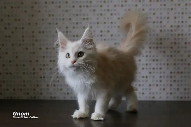 Мейн-кун котёнок  мальчик, фотография 5
