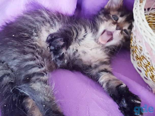 Котята бесплатно., фотография 3