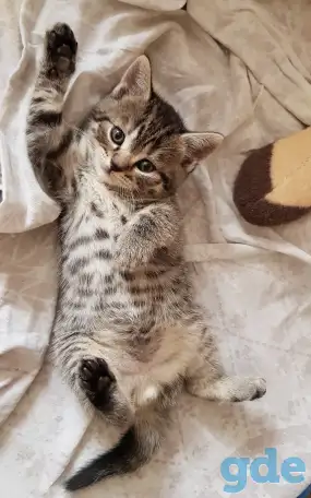 Котята шотландской прямоухой, фотография 6