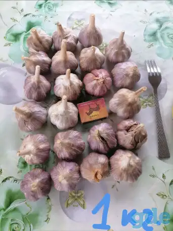 Чеснок зимний для посадки и пищи, фотография 4