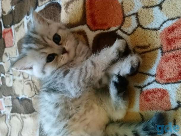Котята ищут дом, фотография 2