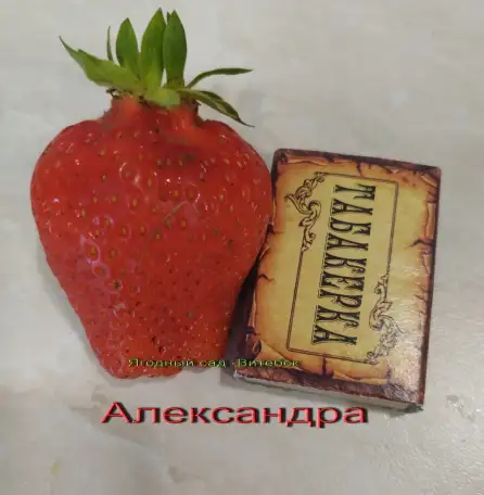 CАЖЕНЦЫ КЛУБНИКИ -50 сортов - купить в Гродно и Могилеве  с питомника, фотография 16