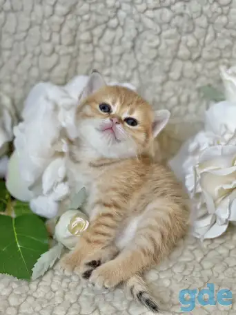 Шотландские котята ЗОЛОТАЯ ШИНШИЛЛА, фотография 13
