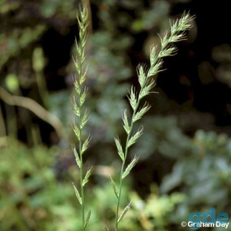 Райграс однолетний (Lolium multiflorum), фотография 1