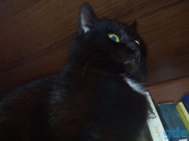 Кошка, фотография 1