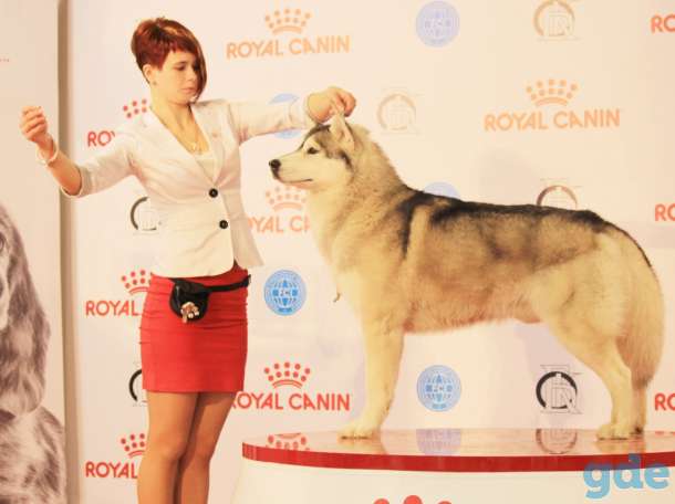 Гранд Чемпион хаски  Вязка, фотография 4