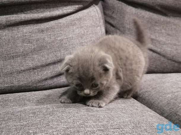 Британские котята, фотография 7