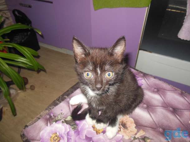 котёнок 3 меяца мальчик в дар, фотография 2