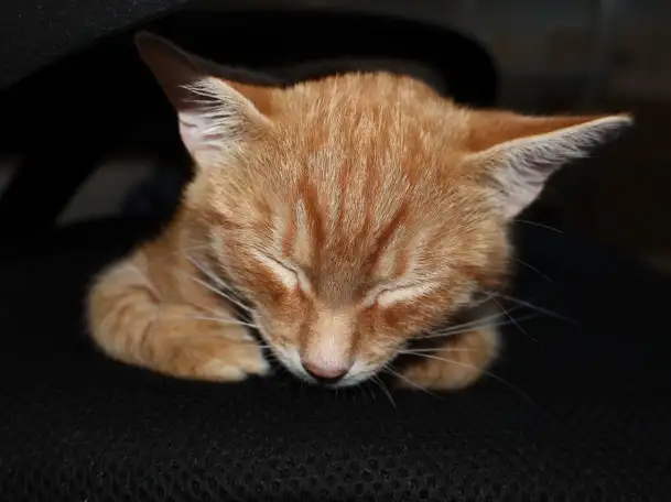 Домашний котенок 4 мес. Любит спать на ручках, добрый, очень нежный, фотография 5