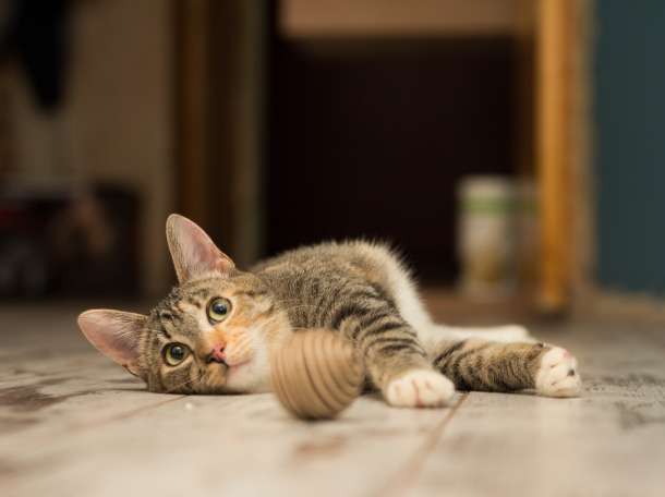Кошечка Мандаринка, фотография 1