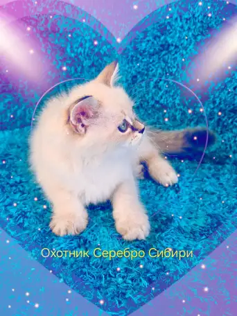 невские маскарадные котята-резерв, фотография 3