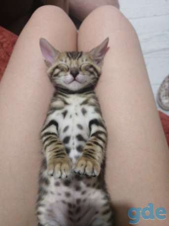 Бенгальские котята, фотография 4