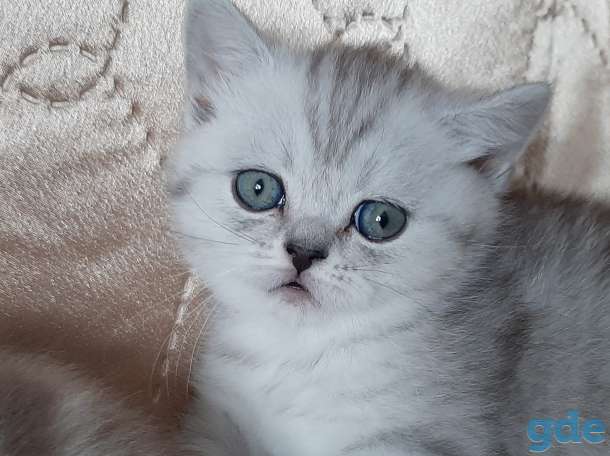 Шотландские котята, фотография 9