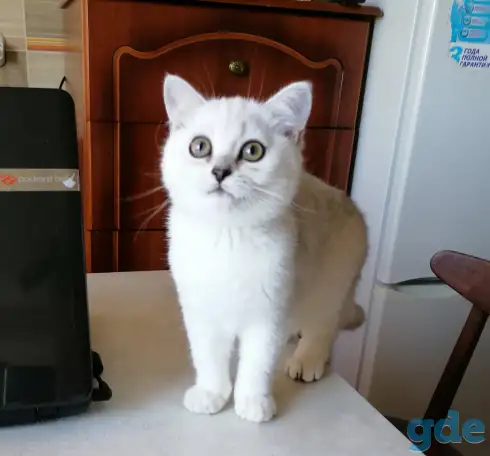 Британские котята, фотография 2