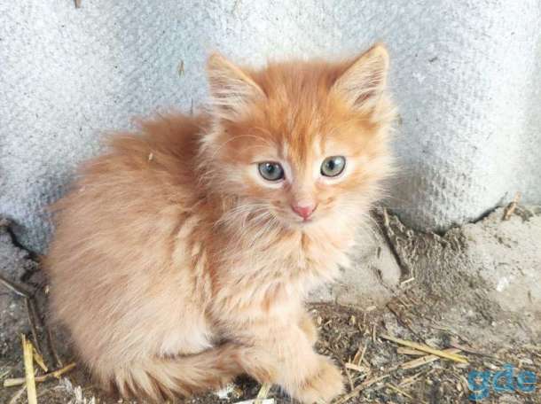 Котят (не продаем, а показываем) и отдаем в добрые руки :), фотография 3