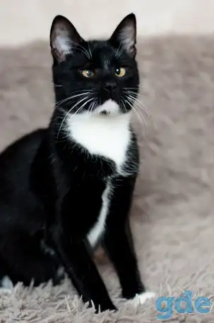 Котик в дар, фотография 2