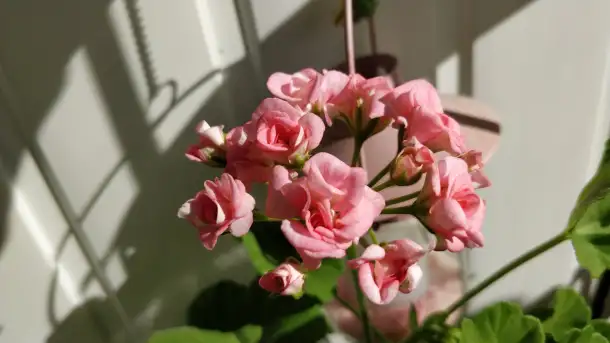 Розебудные цветущие герани Antique Rose - 15 и 22 рублей, фотография 2