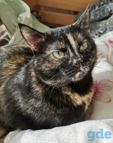 Отдам котят, кошку и кота, фотография 8