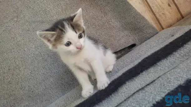 Котята, фотография 4