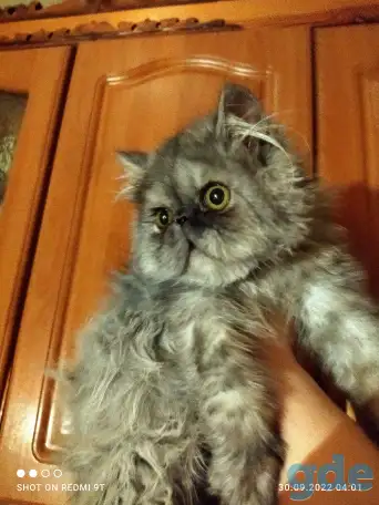 Персидские котята Экстремального типа чистокровные. Персы., фотография 20