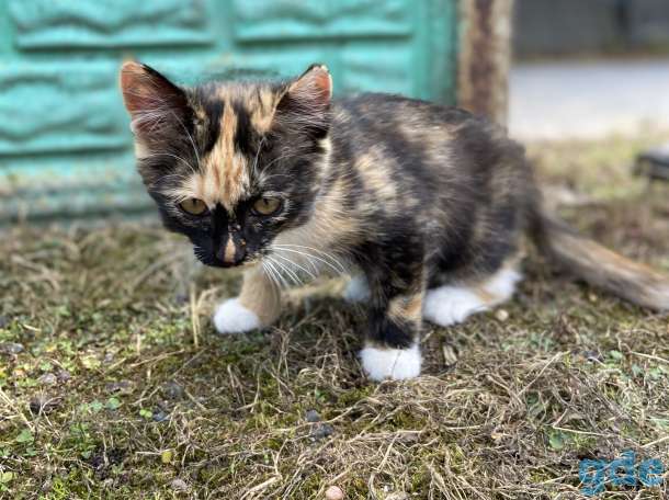 Котята бесплатно с доставкой, фотография 3