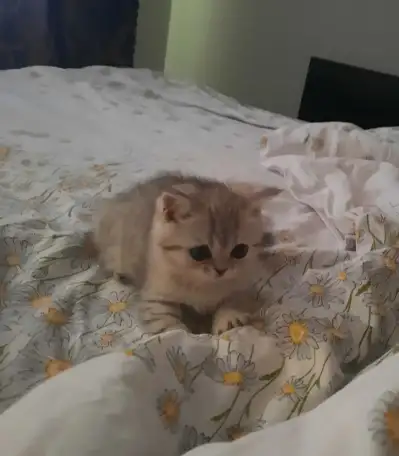 Шотландский котёнок, фотография 1