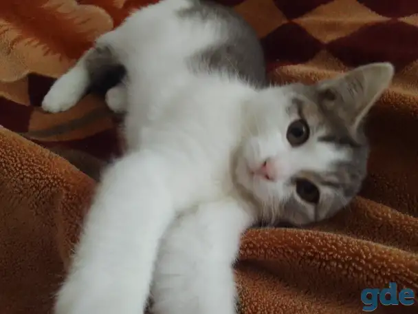 Отдам котят даром!, фотография 1