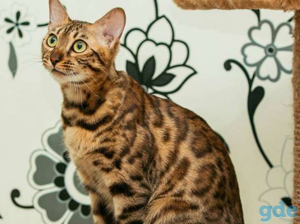 Бенгальская кошка, фотография 1