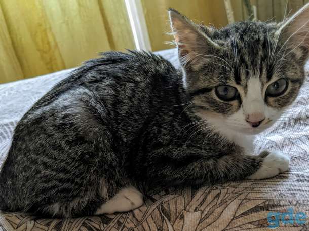 Котёнок в дар!, фотография 1