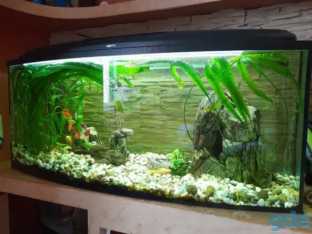 Продам аквариум с рыбками, фотография 3
