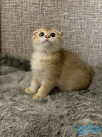 Шотландская кошечка, фотография 11