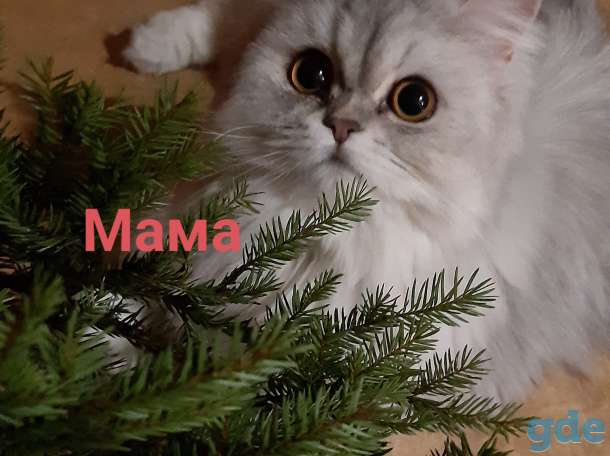 Шотландские котята, фотография 3