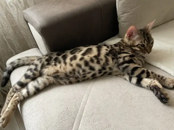 Котёнок Бенгал 4 мес., фотография 1