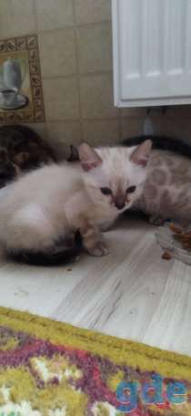 Котята бенгальской породы, фотография 5