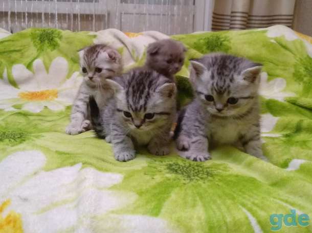 Продам чистокровных шотландских котят, фотография 3