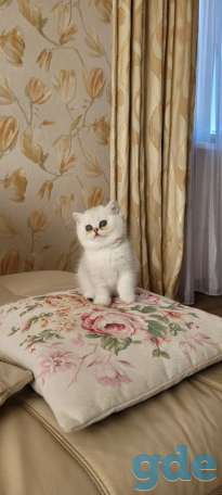 Британский котёнок окраса серебристая шиншилла, фотография 1