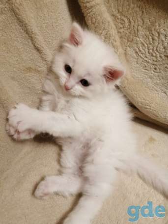 Котенок ищет дом, фотография 1