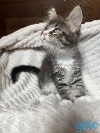 Котята мейн-кун, фотография 2