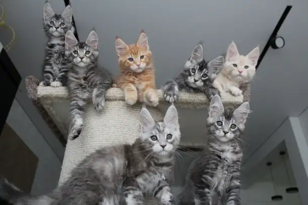 Котята мейн-кун, фотография 6